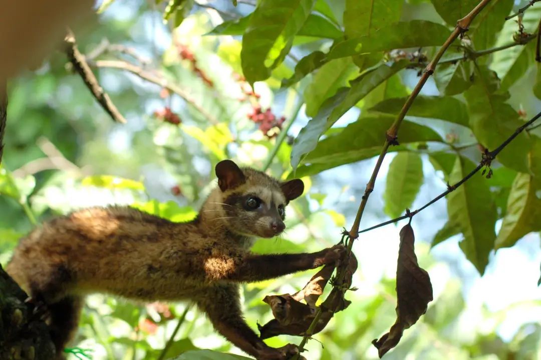 涨知识7个关于咖啡的小知识,40条有趣的咖啡小知识