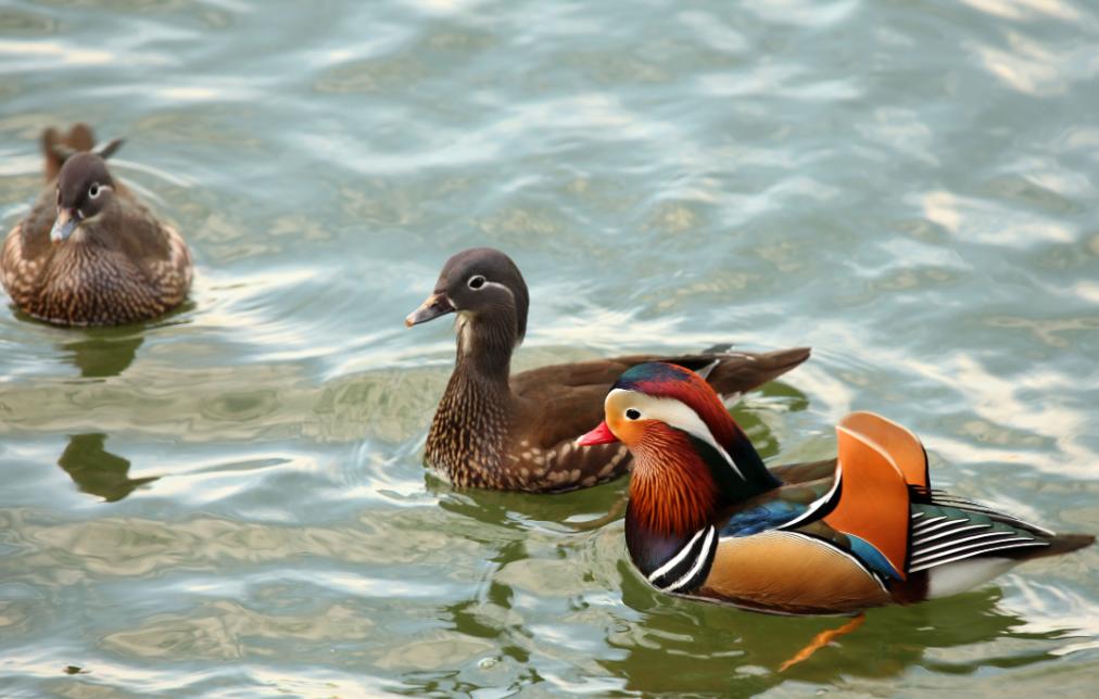 “别杀我,你想干什么都行”,云南男子强奸嫂子出狱后,当街报复