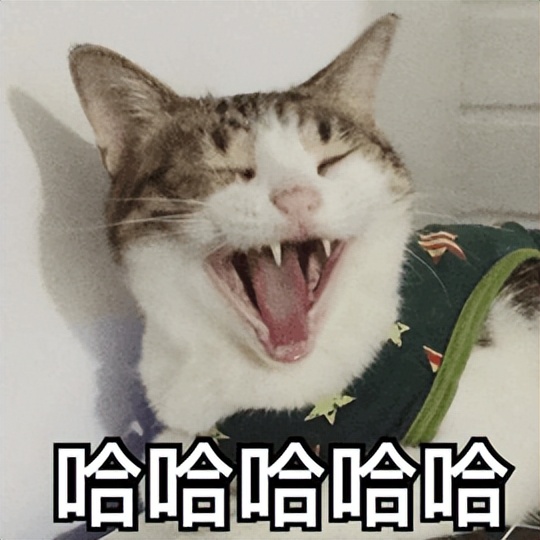 猫咪拉屎臭有哪些主食推荐,猫咪肠胃不好吃什么主食