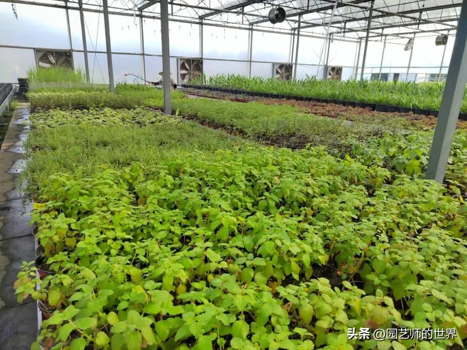 椋熺敤鑺卞崏鐑归オ鎸囧崡,椋熺敤鑺卞崏鍚嶅崟澶у叏