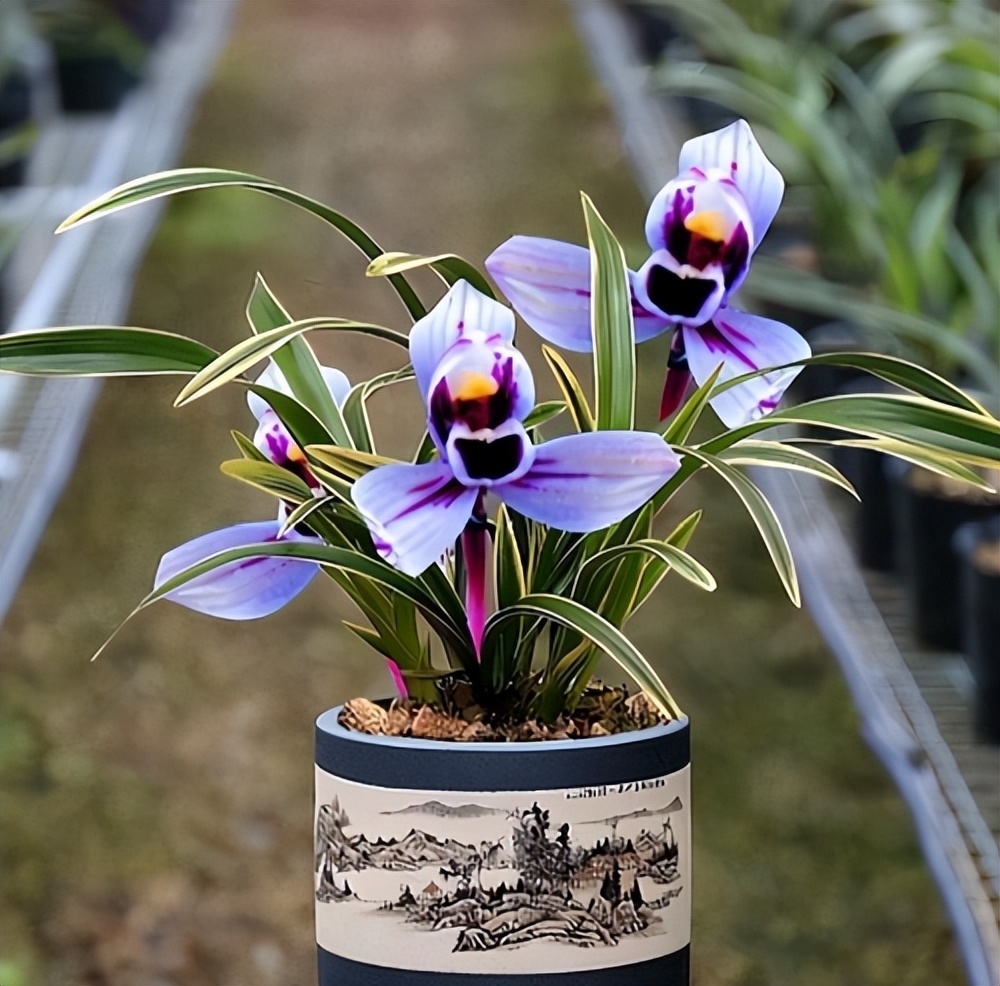 比较香且好养的兰花品种,兰花经典花型