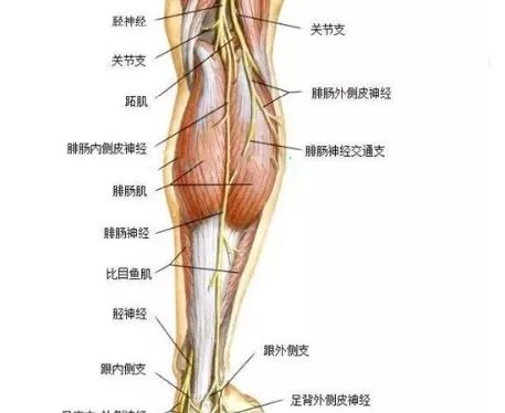 坐骨神经痛的恢复训练正确方法,坐骨神经痛可试试这7个小动作