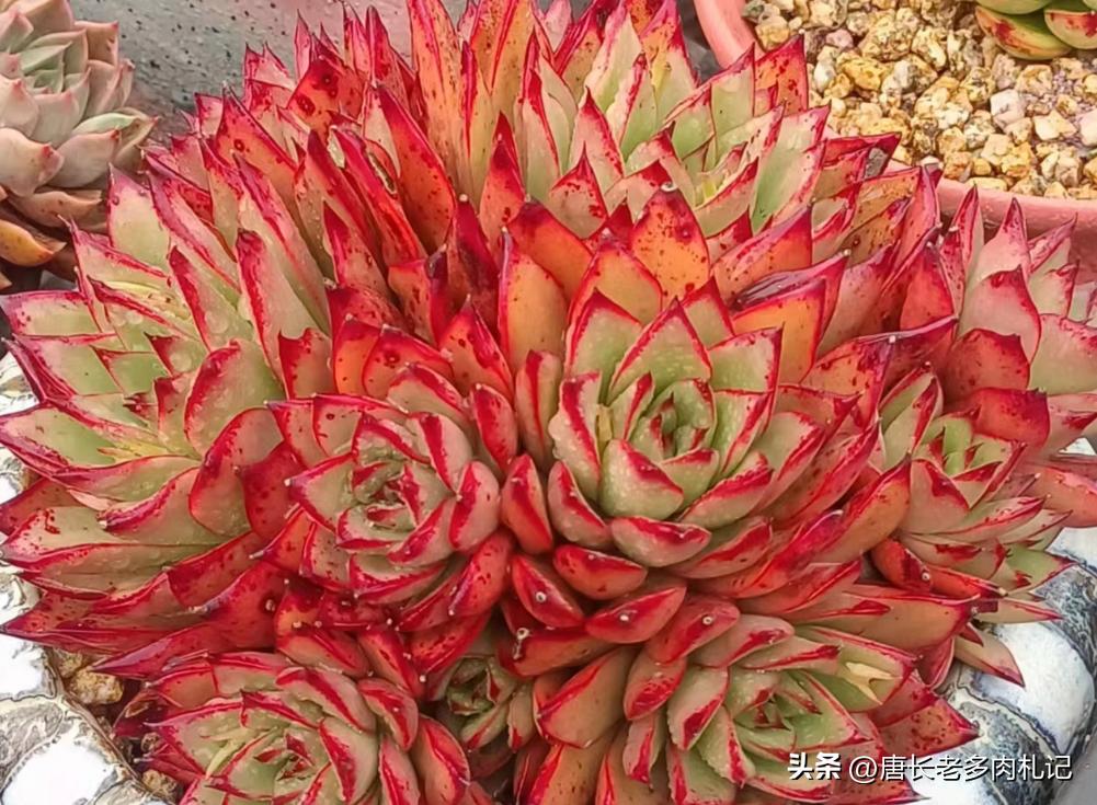 漂亮的多肉都难养是个误区,为什么养多肉的都出坑了