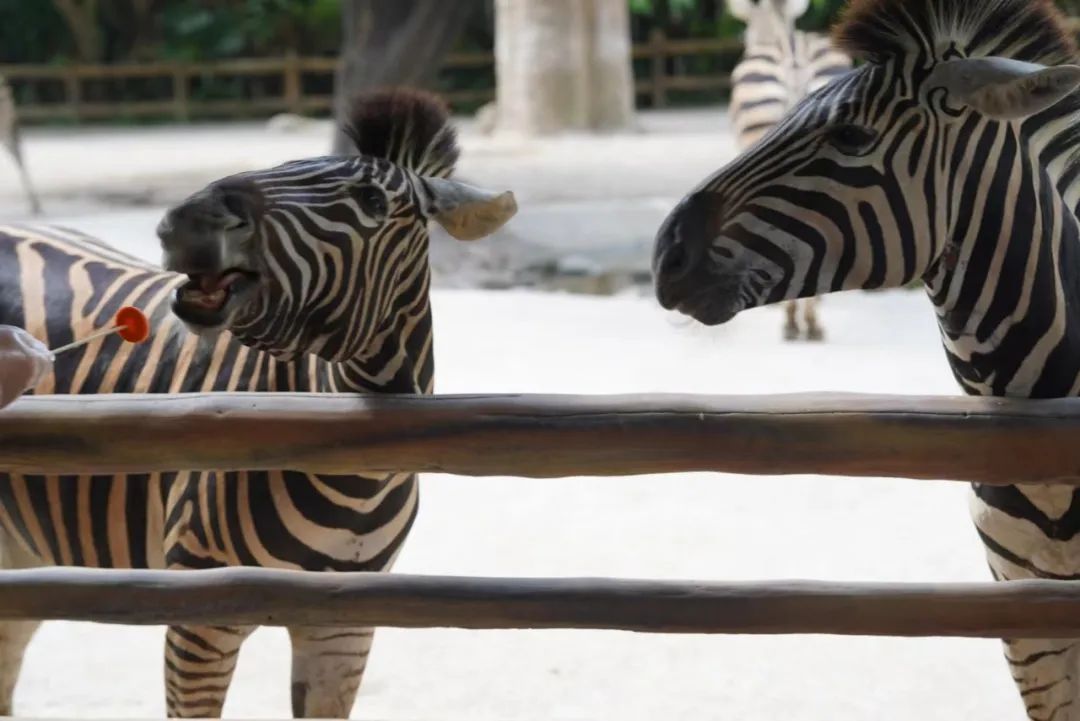 上海野生动物园建议周六周天去吗,上海野生动物园通玩一日游攻略
