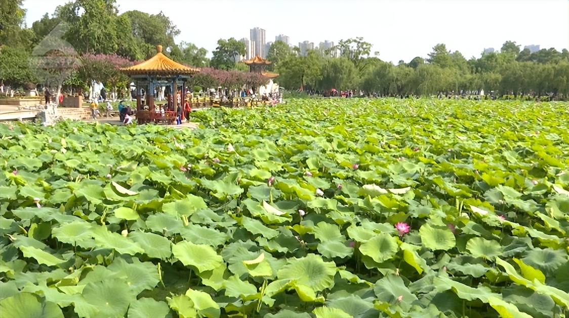 云南昆明热门的夏天避暑活动合集,昆明热门的夏天避暑位置