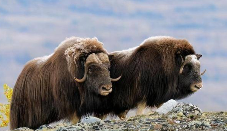 大熊猫为什么不跟爸爸生活,大熊猫为什么只照顾一个孩子