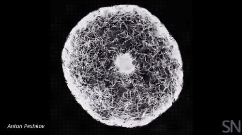 醋里面长的肥肉,醋里面长的肉