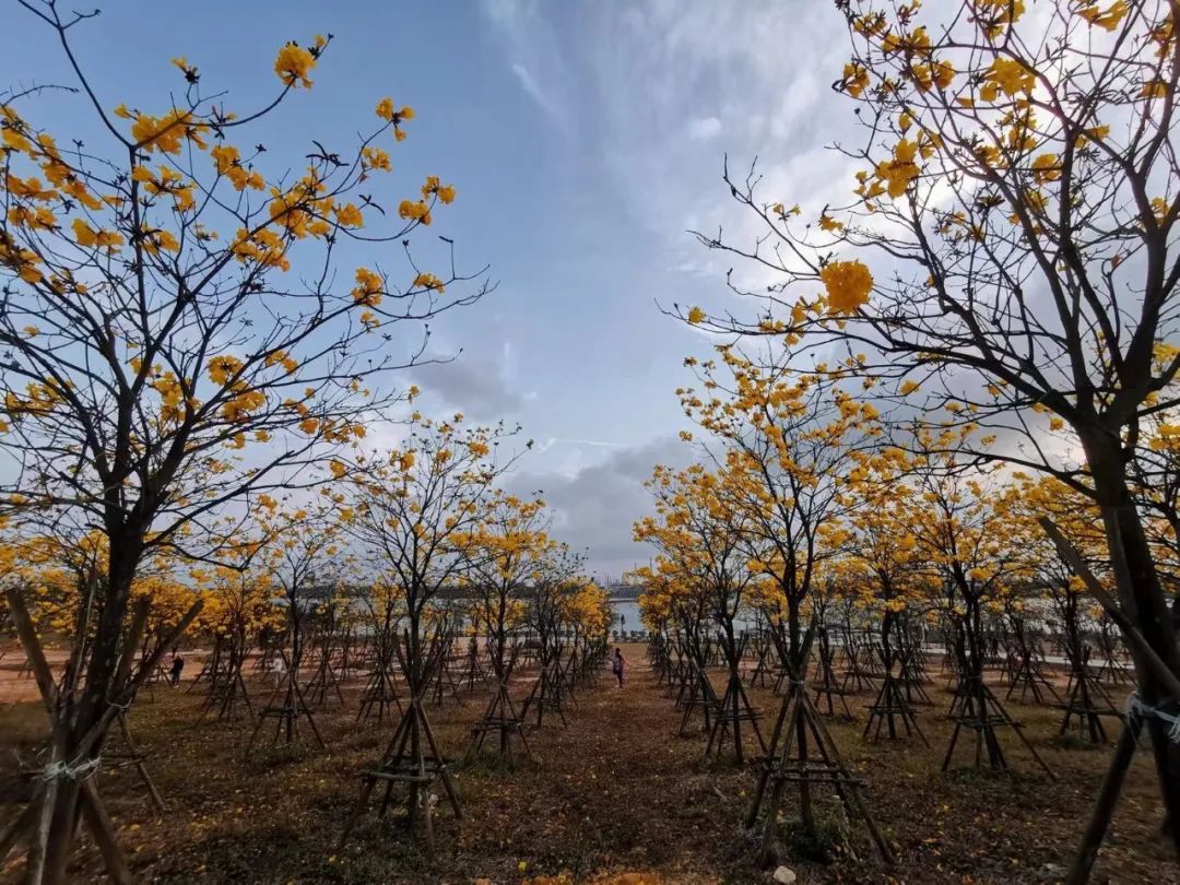 了不起的露天矿——踩着“金库”建公园（美图高能）