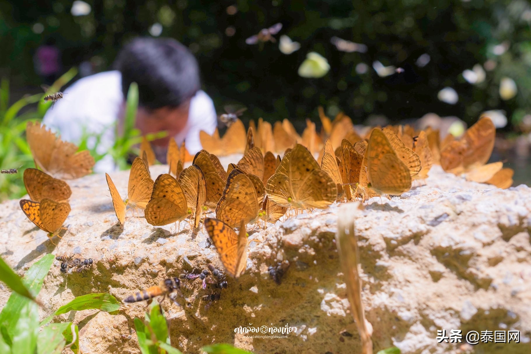 泰国岗卡章国家公园,泰国岗卡章图片