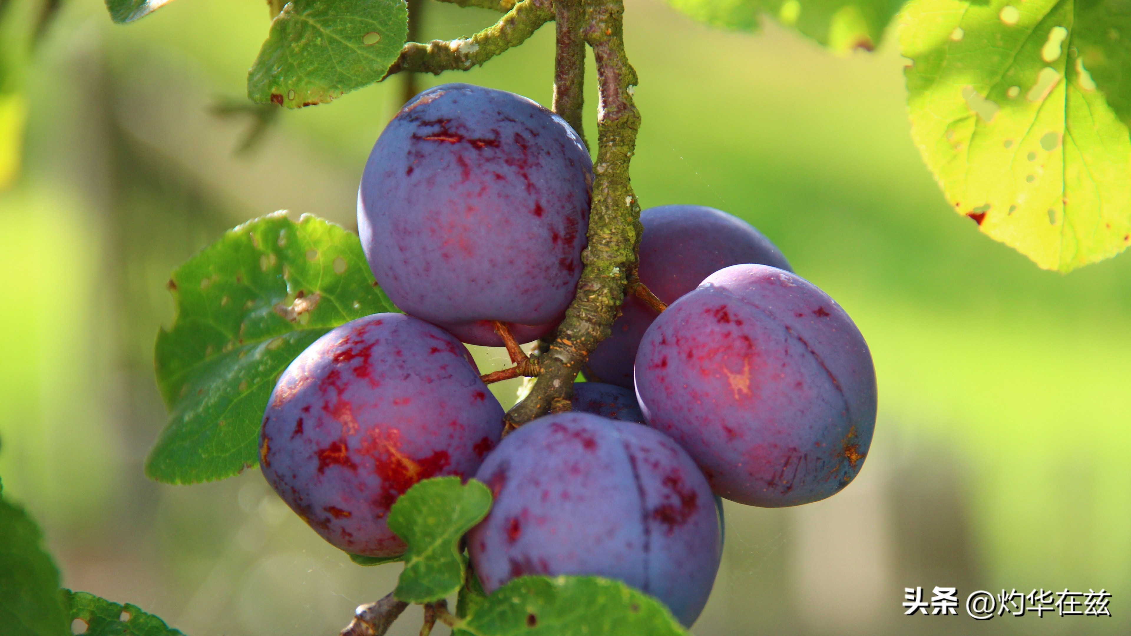 新疆喀什伽师西梅什么时候上市,新疆伽师法兰西西梅干500g