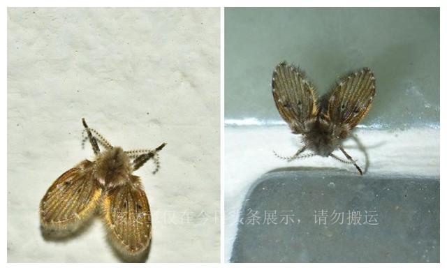 卫生间的小飞虫怎么彻底消灭,卫生间里的小飞虫怎么样消灭