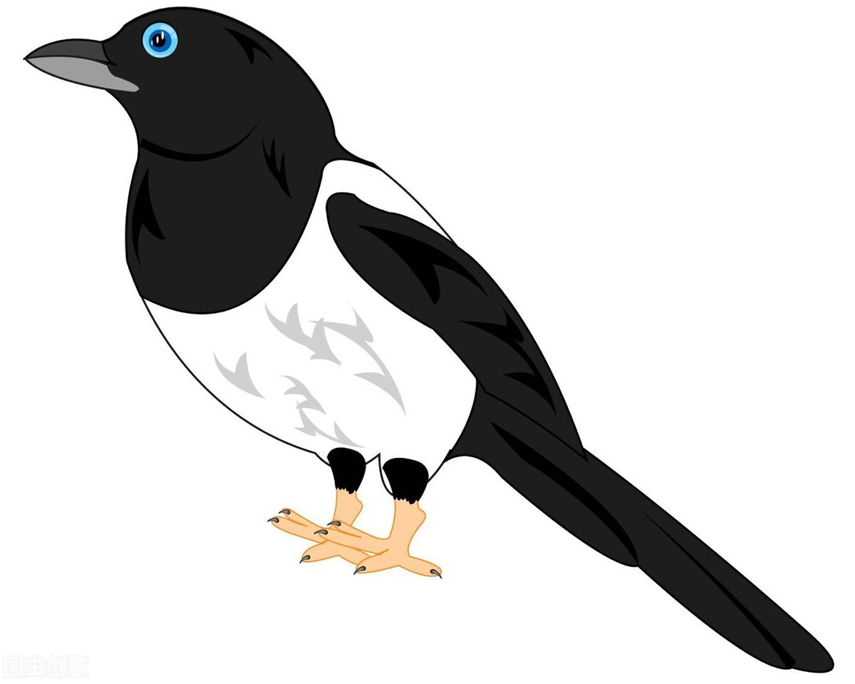 农村喜鹊在房顶,农村喜鹊越来越少