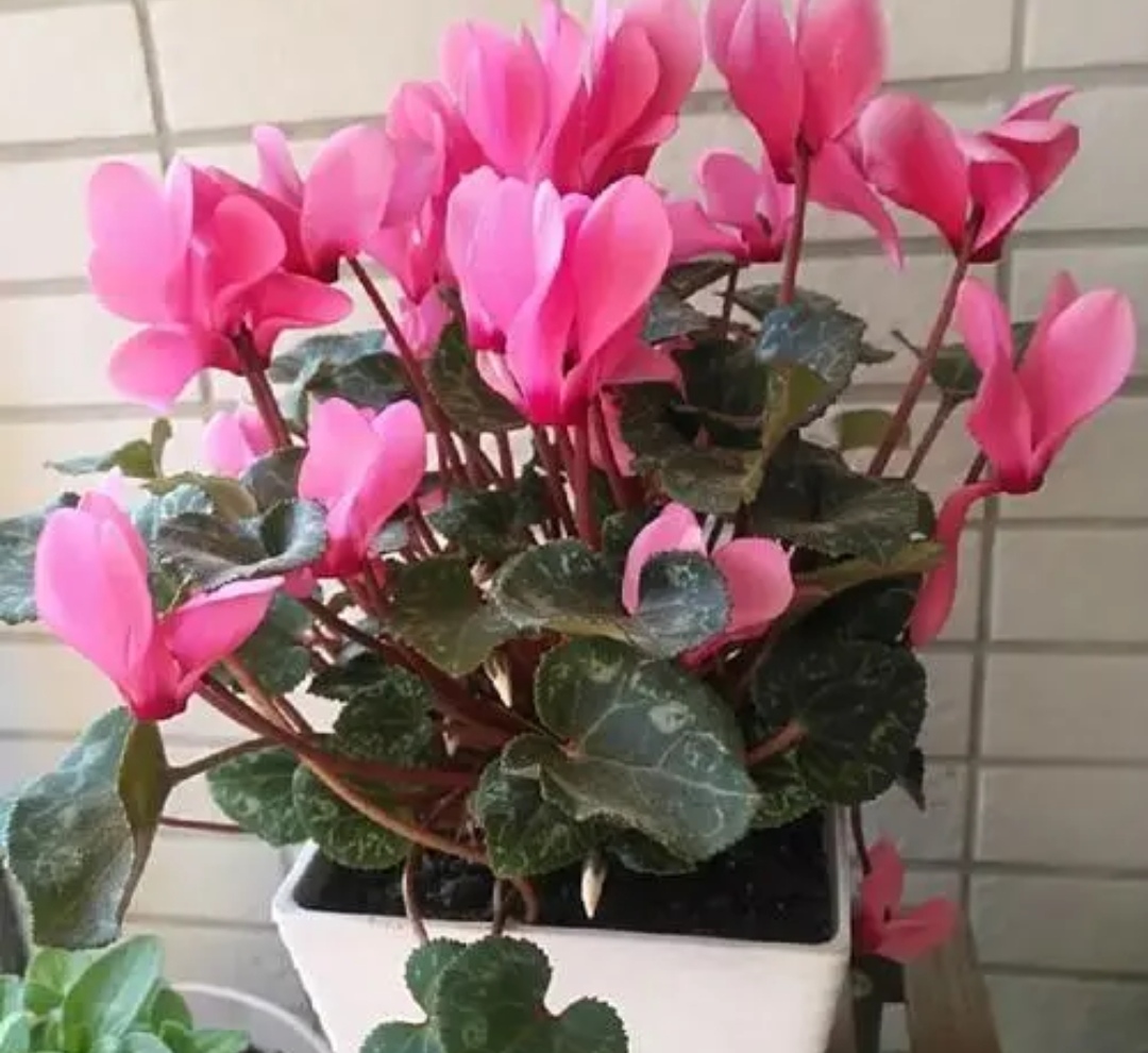 养仙客来怎么浇水,养花卉技巧仙客来