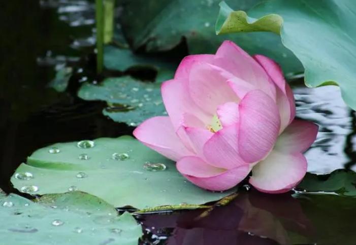 夏天炎热雨水多，建议：应季而饮“3黄2红”，清补解暑受益多