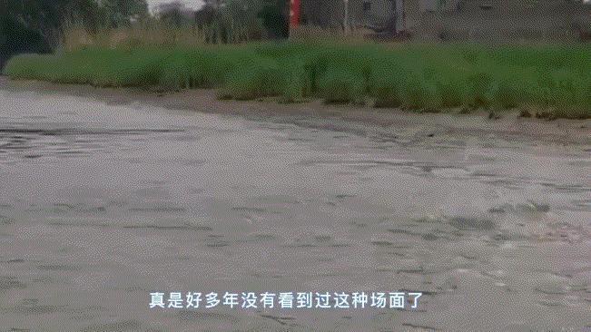 长江禁捕了哪里的刀鱼可以吃,长江禁捕哪来的刀鱼