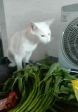 怎么给猫用中医把脉,中医给猫咪吃中药