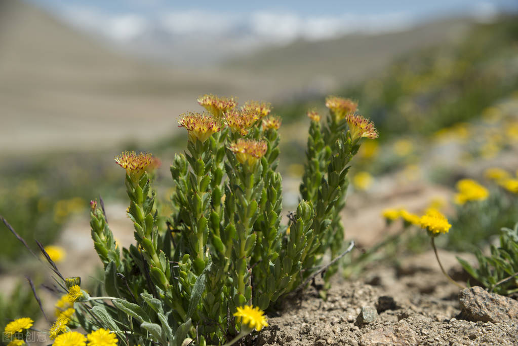 藏地18天旅游攻略,川藏10天旅游攻略
