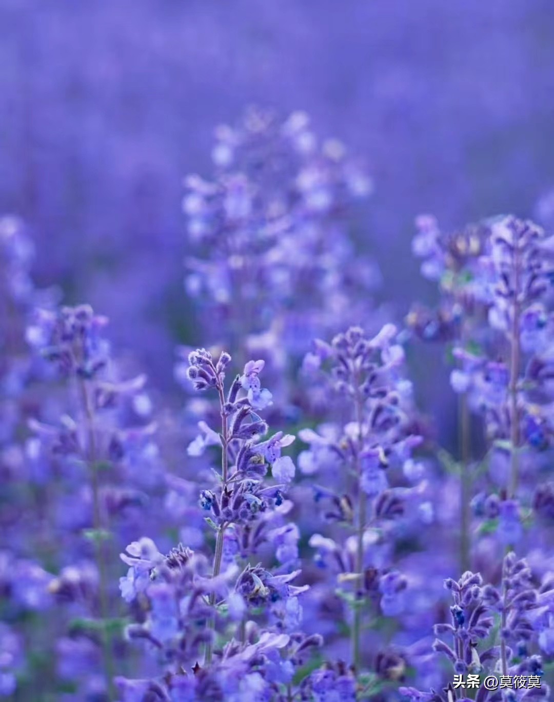 50种常见鲜花的花语大全,各种鲜花的花语和寓意图片欣赏
