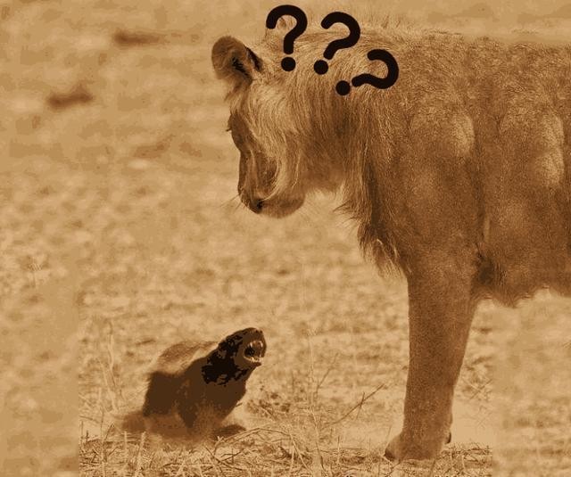 蜜獾在巴西蛇岛大战毒蛇,蜜獾啃食剧毒毒蛇