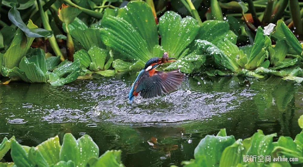 HiFi人生|音乐成为生活一部分走进2位用丹拿和声雅搭配的发烧之家