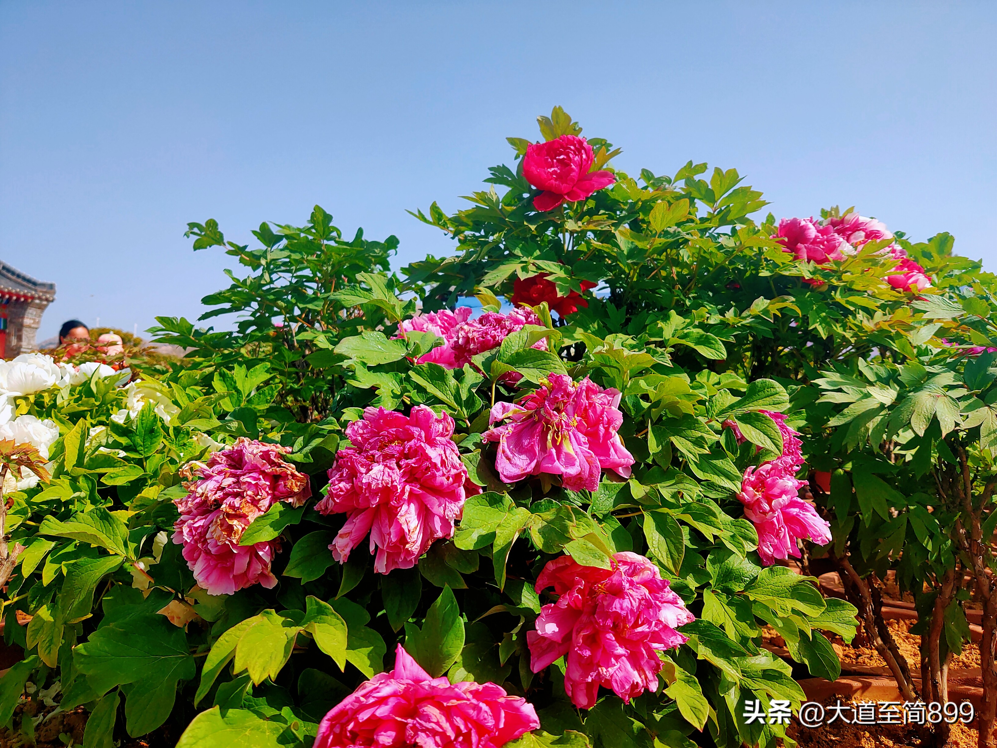 和宾果一起抓住春天的尾巴,与五菱缤果开启一场春日之旅