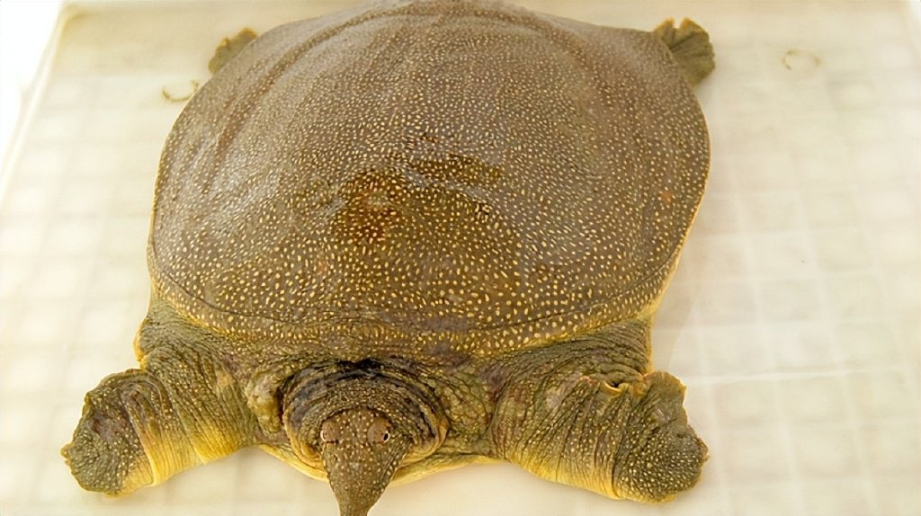 中国地理标志农产品品牌展播,济宁优质农产品品牌