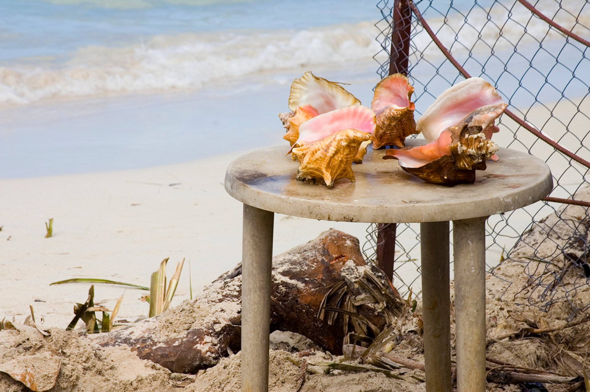 美国禁止的十大食物,美国十大不能吃的食物
