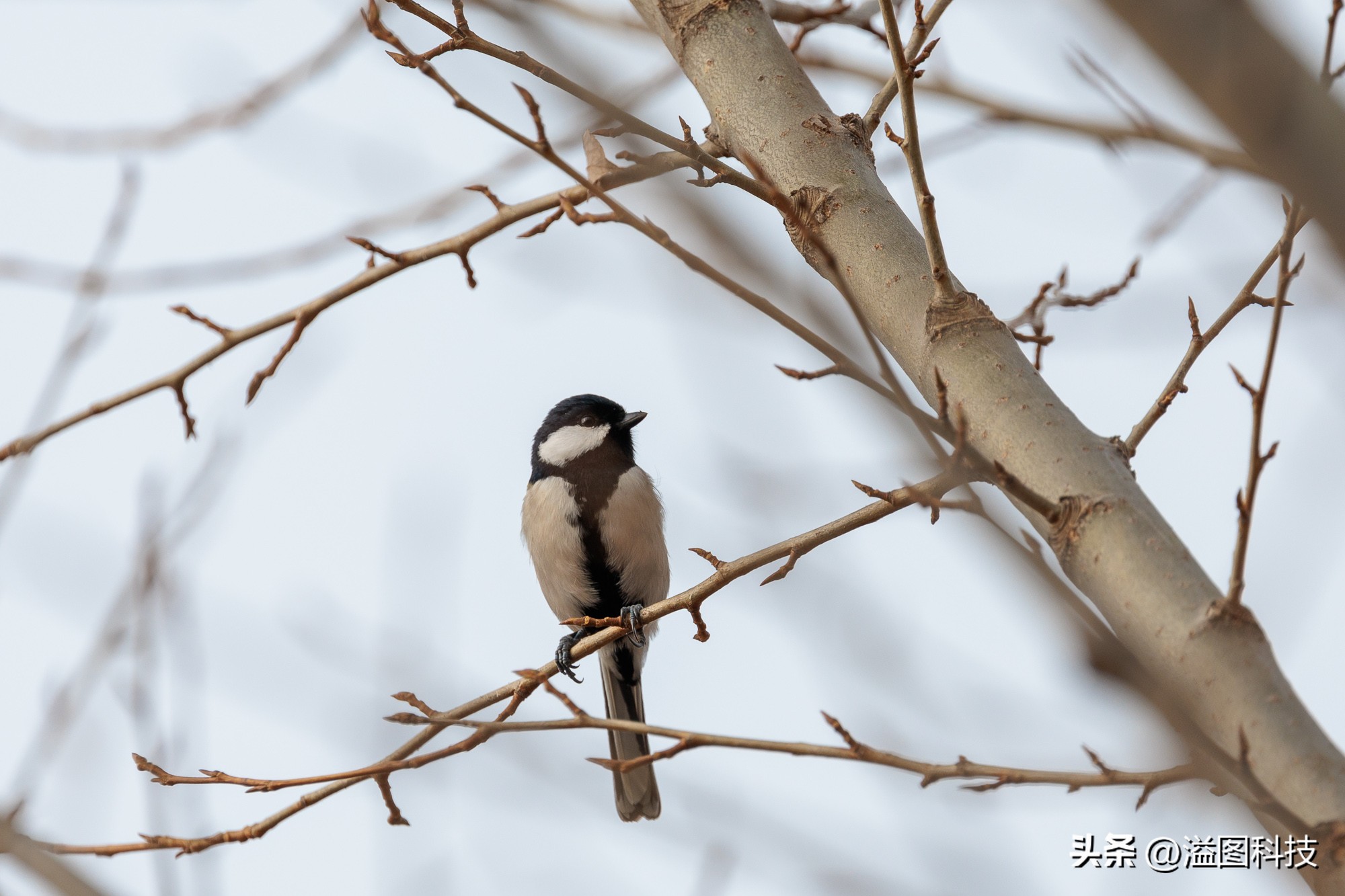 浣宠兘r6鎼厤rf351.8闀滃ご,浣宠兘r6mark2