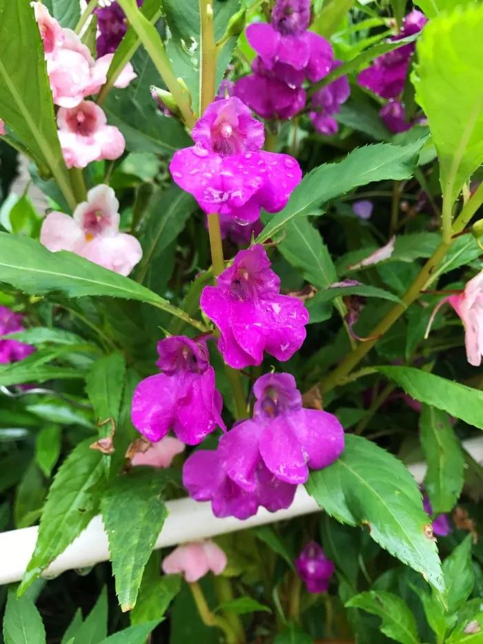 凤仙花种植方法,凤仙花