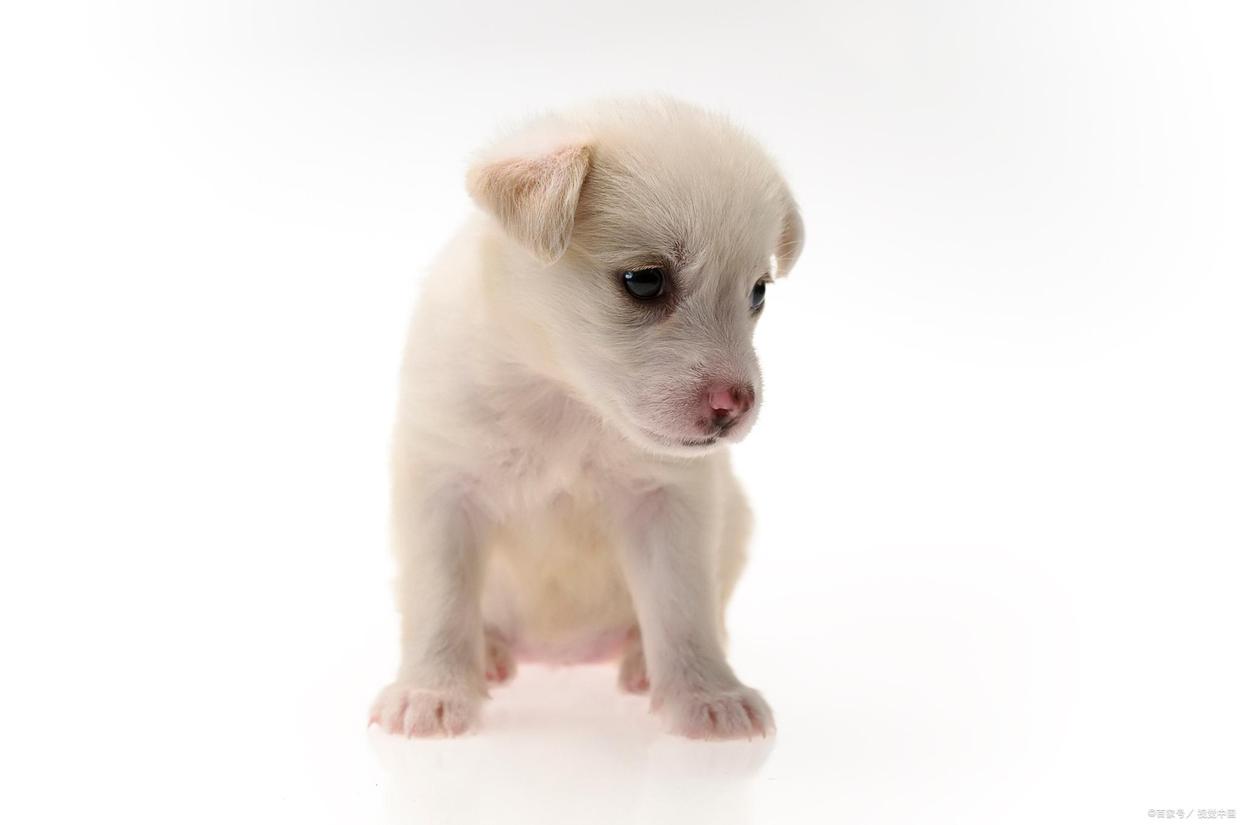 养狗的好处和养狗的坏处视频,如果你想养猫一定要清楚这4件事