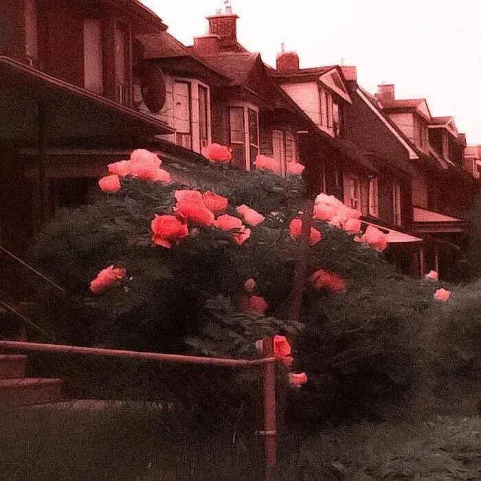 朋友圈背景送给大家,朋友圈背景送你一朵花