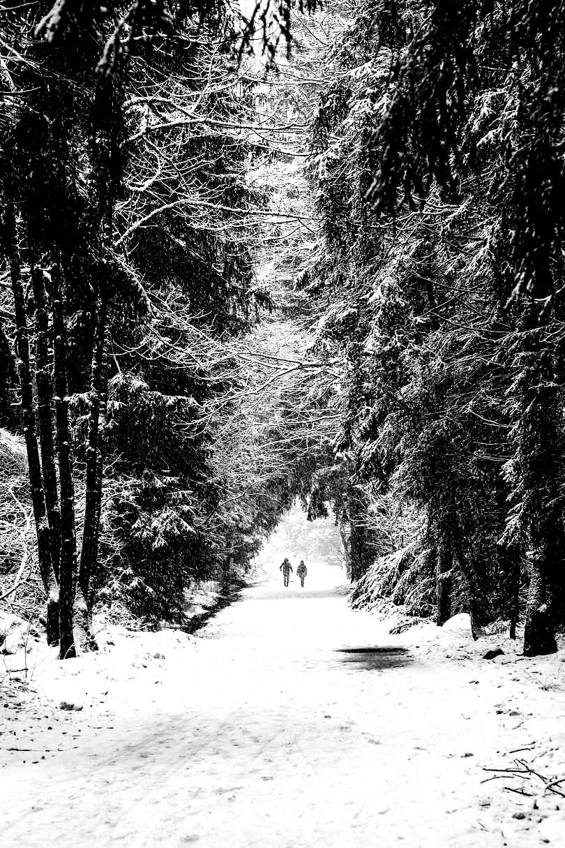 长篇小说《红杉树》连载二十四