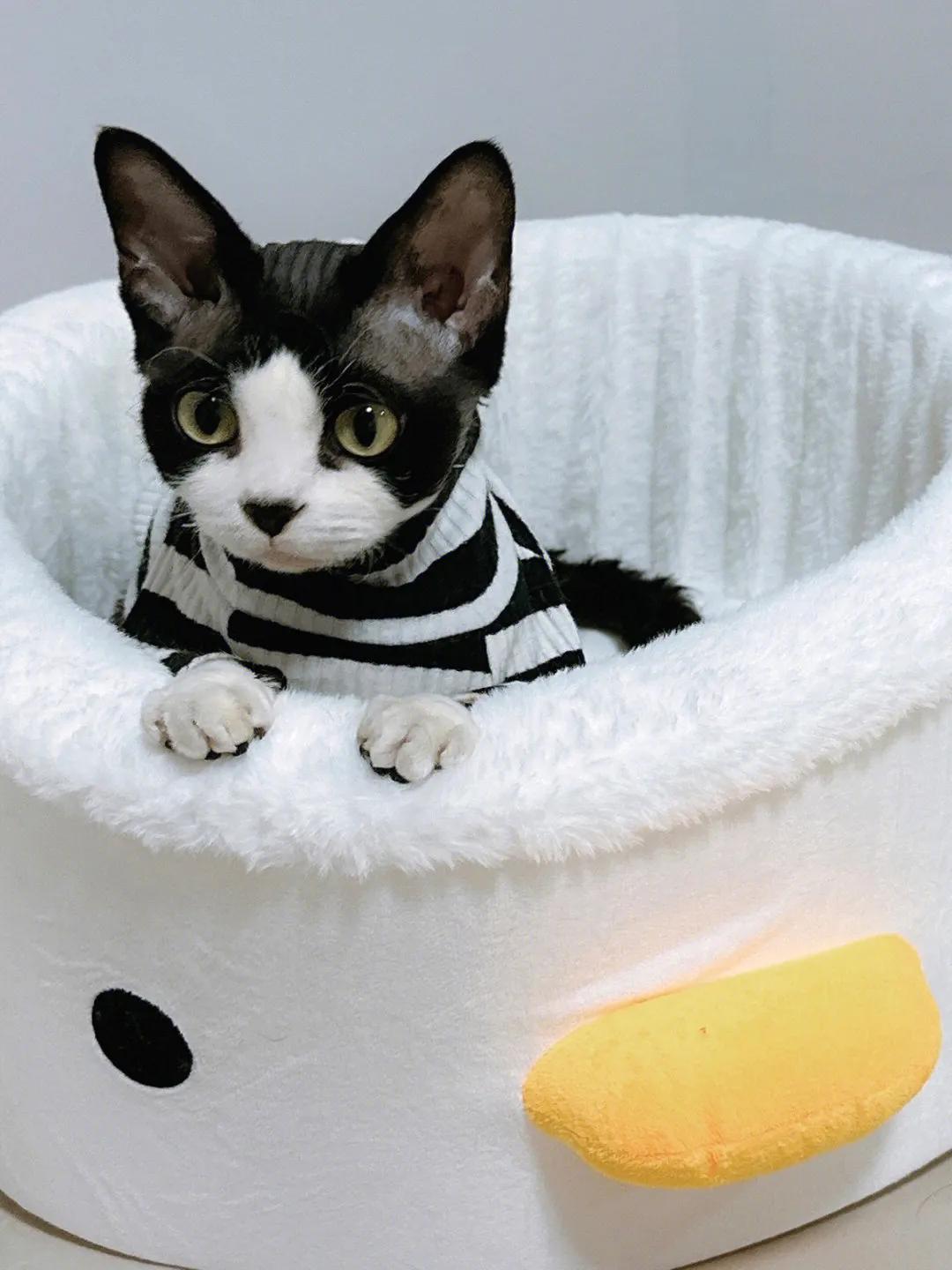 猫咪为什么对自己某个部位的毛发情有独钟？