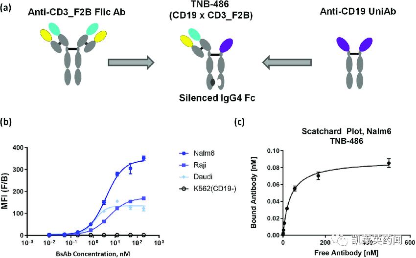 阿斯利康收购TeneoTwo及T细胞衔接器TNB-486，加强血液肿瘤管道