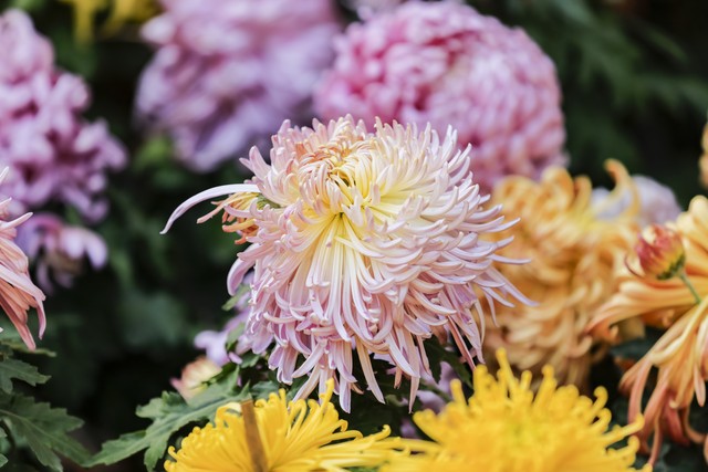 梦里花落知多少小说,梦里花落知多少