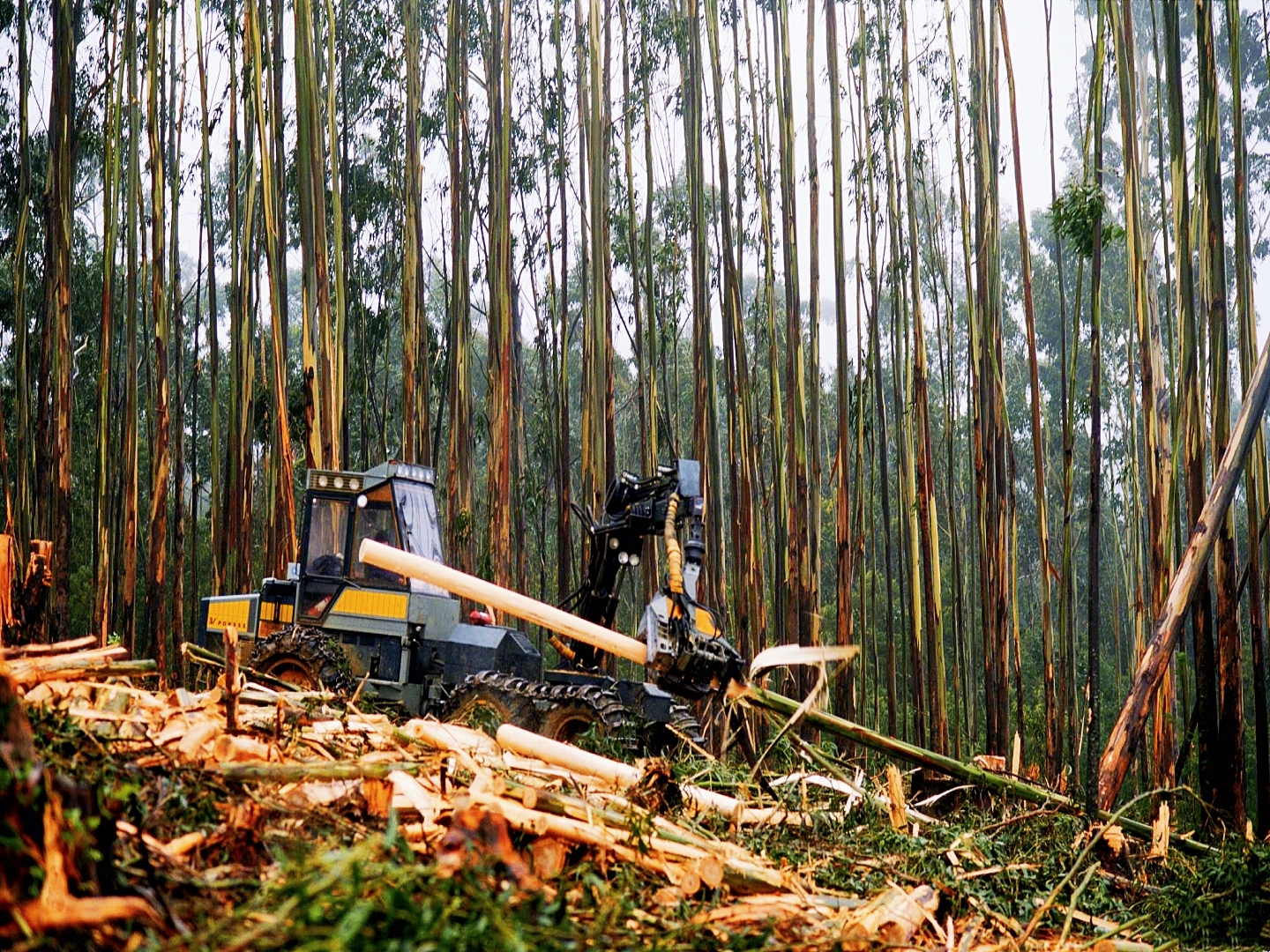 广西漫山遍野的桉树,为什么桉树旁边不长草