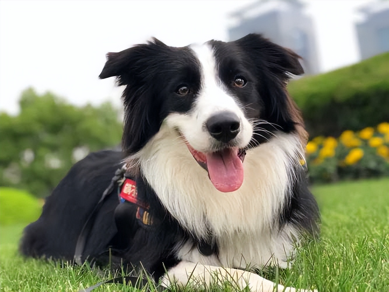 好养温顺的狗狗,哪种狗狗最温顺最聪明好养不掉毛