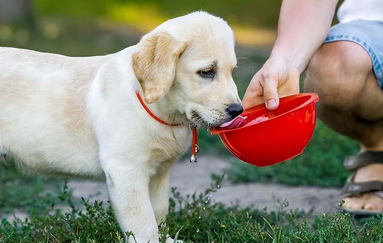 夏天狗狗吃什么降火,夏天狗狗吃什么防暑最好