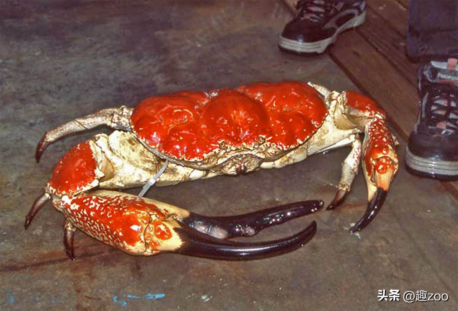 可以吃的螃蟹品种都有哪些,最常见的螃蟹品种大全图解