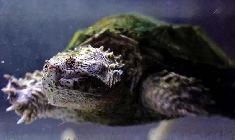 宠物水龟治疗,为什么花龟会腐皮