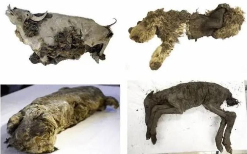 沉睡多年病毒再次复苏,潘多拉病毒真的复活了吗