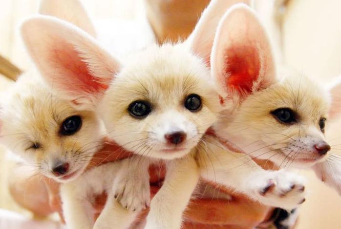 亚洲最萌动物大熊猫,国外评最可爱动物大熊猫排第三