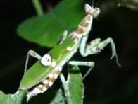 螳螂吃掉自己丈夫的头,螳螂为什么吃掉配偶螳螂吃蛇