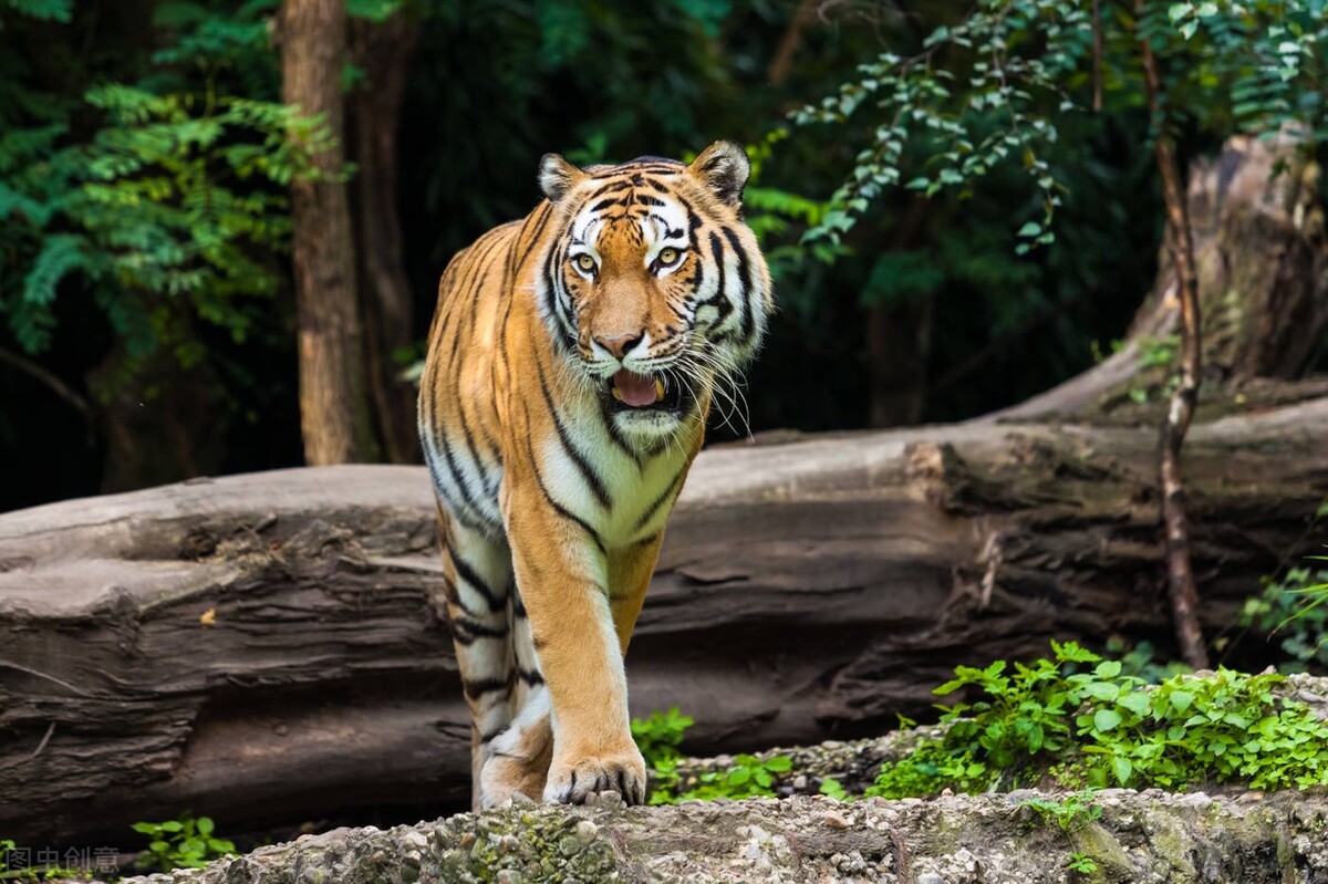 西游记里的妖魔鬼怪有多少个,西游记里的妖魔鬼怪