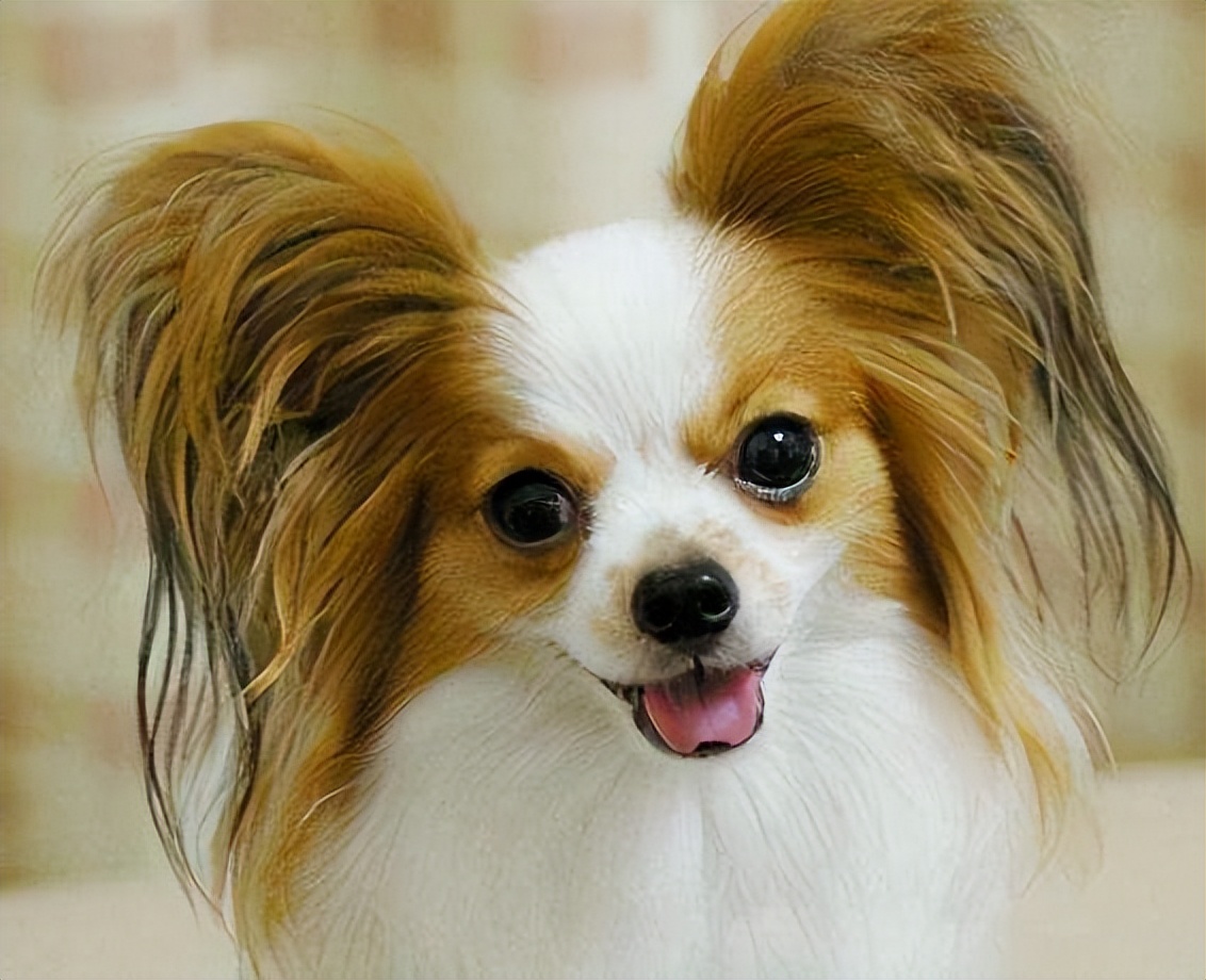 七种最受欢迎的小型宠物犬,这几种最受欢迎的宠物犬你养了吗