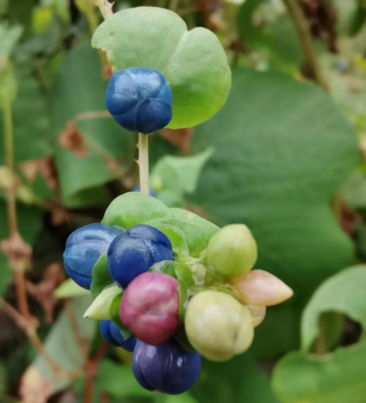 蛇最怕的植物和草,蛇最怕的几种动物分别是谁