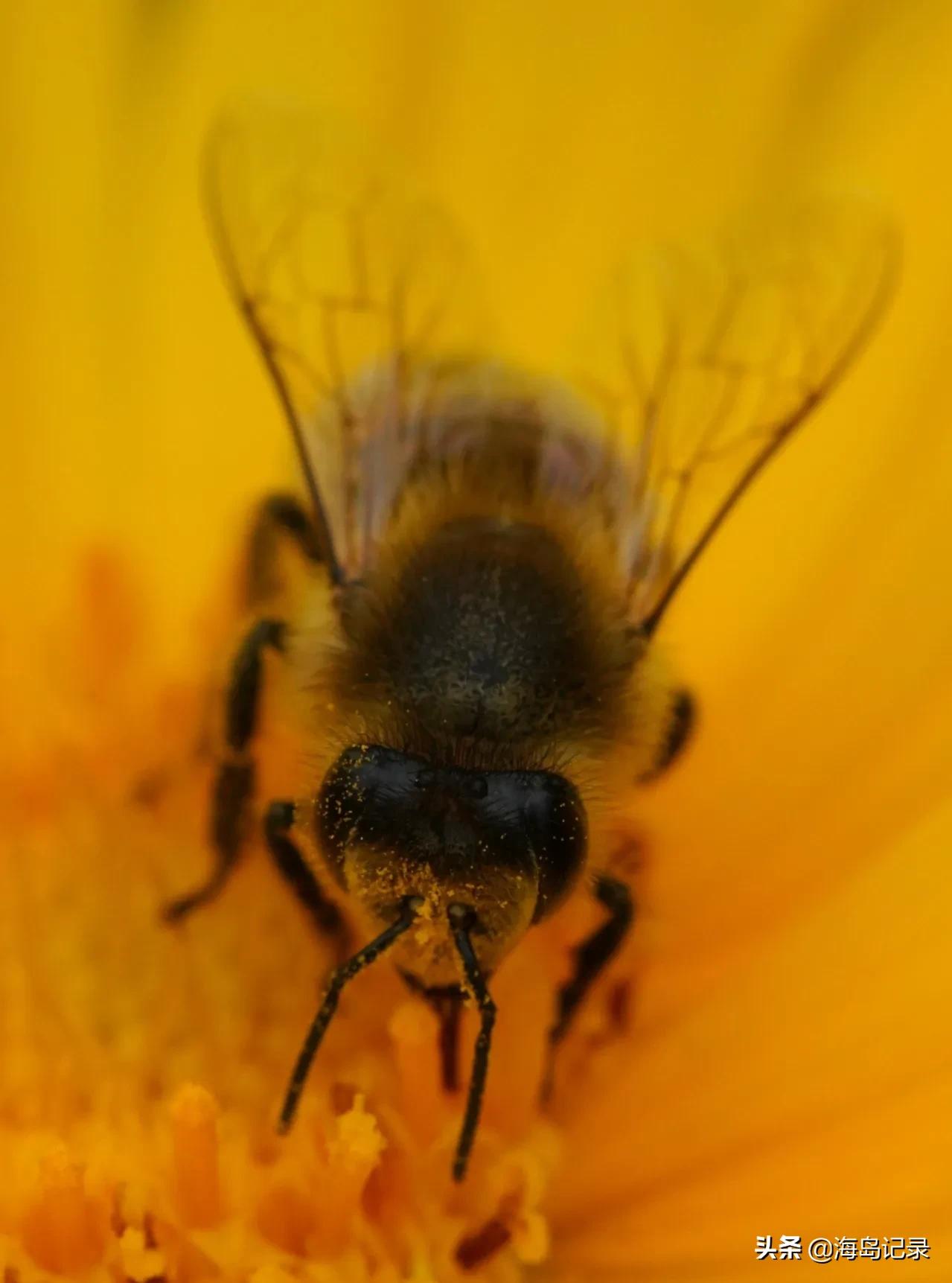 描写蜜蜂的诗语,人们喜爱蜜蜂赞美辛勤劳动的蜜蜂