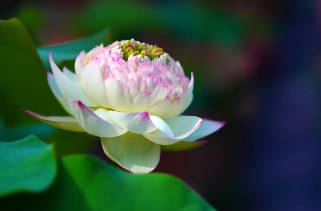 绝美的荷花品种大全图集,超好看荷花品种大型荷花