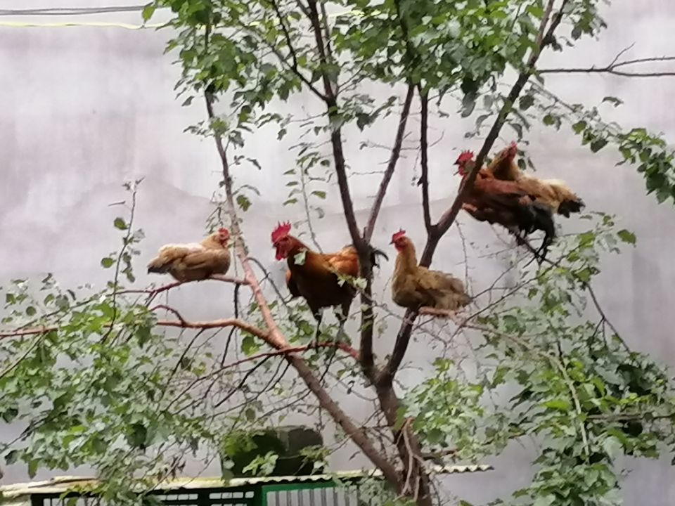 三德子赵亮柴火鸡哪一家店最好,三德子赵亮柴火鸡怎么买