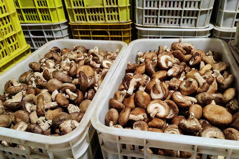 山东邹城小菌菇撑起小康伞,小香菇撑开致富伞